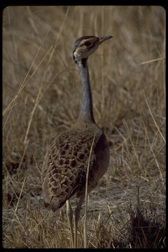 Image of White-bellied Bustard