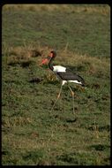 Image of Saddle-billed Stork