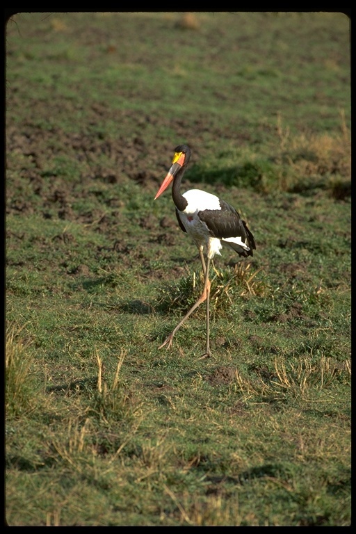 Image of Saddle-billed Stork