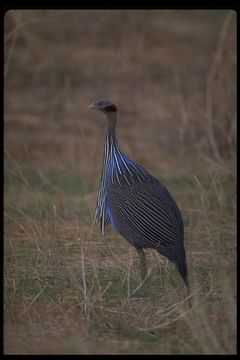 Image of Vulturine Guineafowl