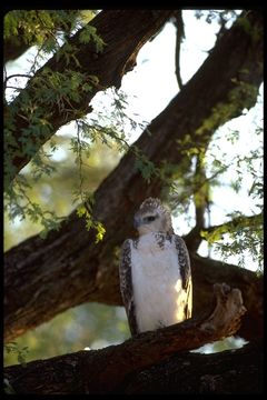 Image of Martial Eagle