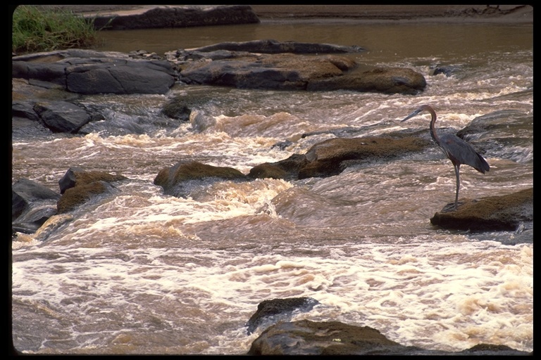 Image of Goliath Heron