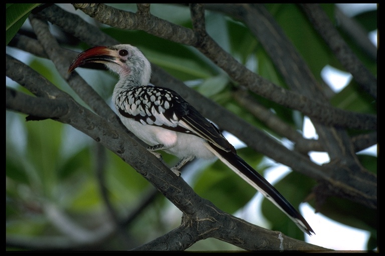 Tockus erythrorhynchus (Temminck 1823) resmi