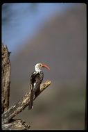 Image of Northern Red-billed Hornbill