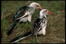 Image of Northern Red-billed Hornbill