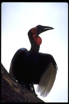 紅臉地犀鳥的圖片