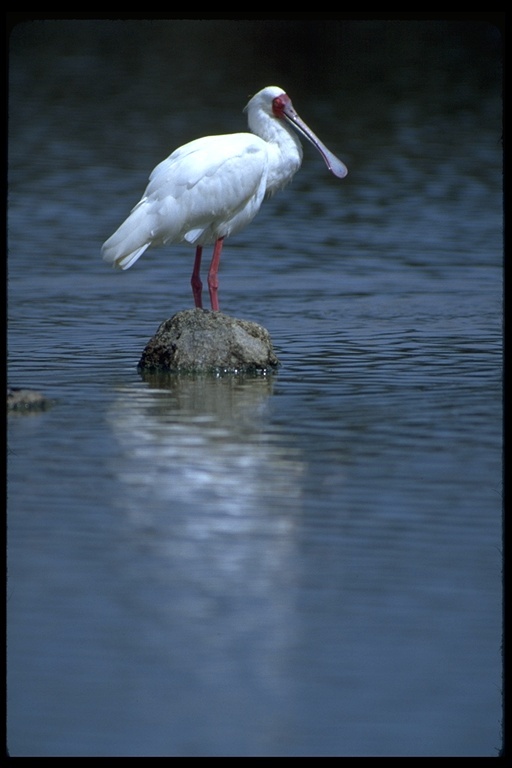 Image of African Spoonbill