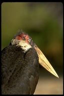 Image of Marabou Stork