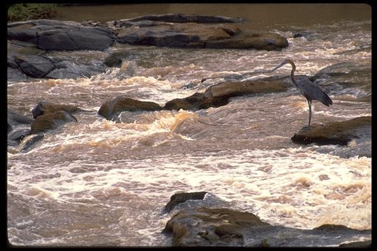 Image of Goliath Heron