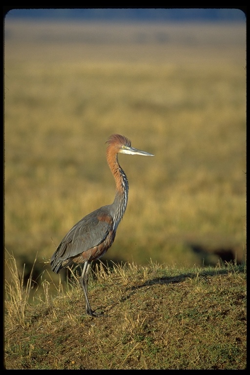 Image of Goliath Heron