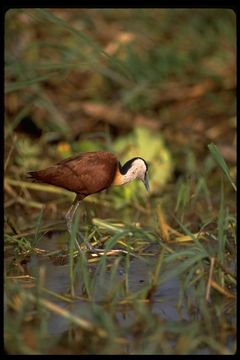 Image of African Jacana