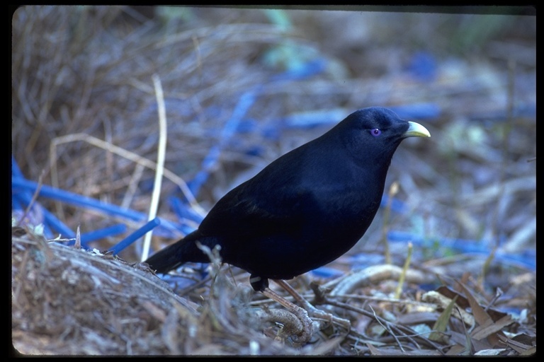 Image of Satin Bowerbird