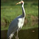 Image of <i>Grus rubicunda</i>