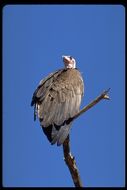 Image of Hooded Vulture