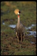 Sivun Balearica regulorum gibbericeps Reichenow 1892 kuva