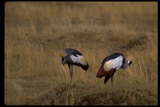 Image of East African Crowned Crane