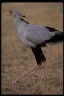 Image of Secretarybird