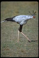 Image of Secretarybird