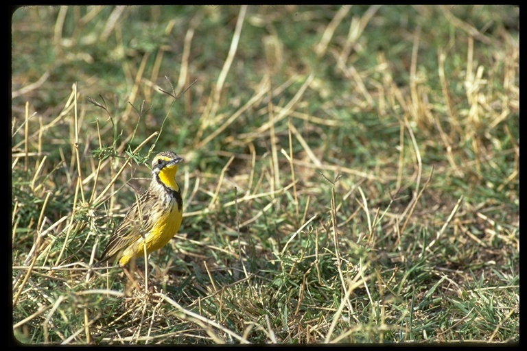 Image of Yellow-throated Longclaw