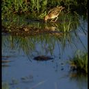 Gallinago nigripennis aequatorialis Rüppell 1845 resmi