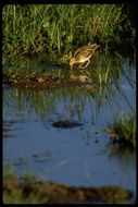 Image de Gallinago nigripennis aequatorialis Rüppell 1845