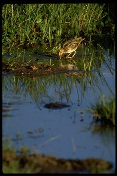 Gallinago nigripennis aequatorialis Rüppell 1845 resmi