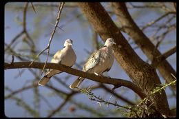 Image of African Mourning Dove