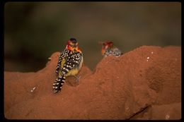 Image of Red-and-yellow Barbet