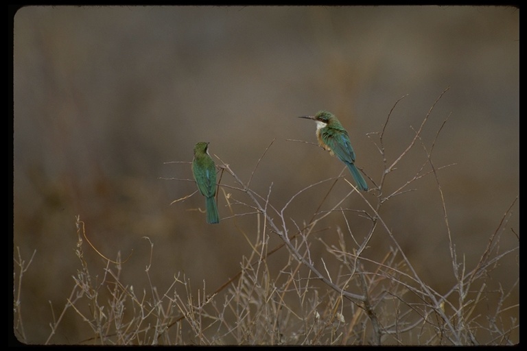 Image of Somali Bee-eater