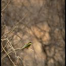 Image de Merops pusillus cyanostictus Cabanis 1869