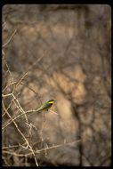 Image de Merops pusillus cyanostictus Cabanis 1869