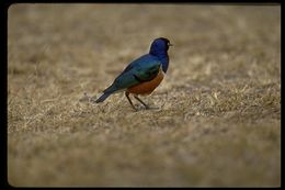 Image of Superb Starling