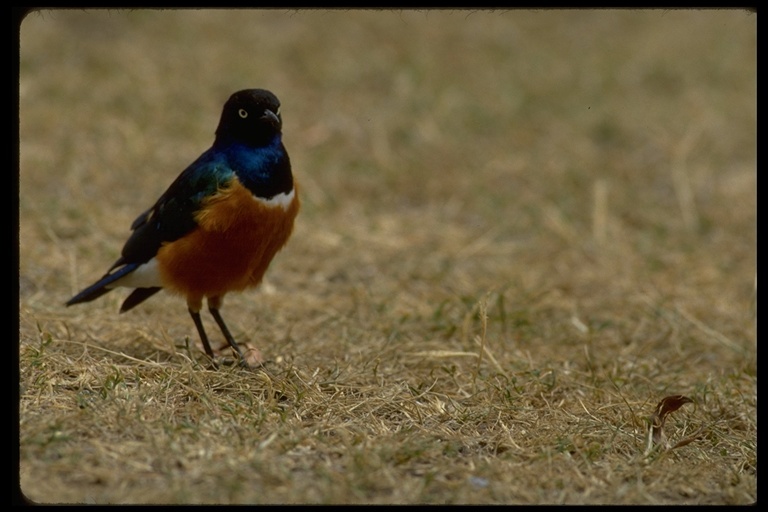 Image of Superb Starling