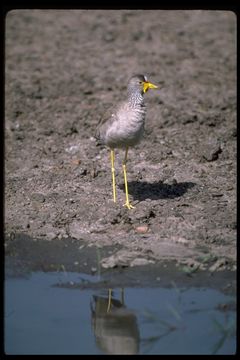 صورة Vanellus senegallus lateralis Smith & A 1839