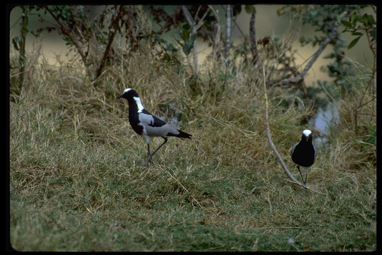 Image of Blacksmith Lapwing