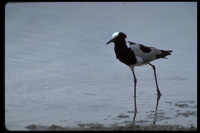 Image of Blacksmith Lapwing