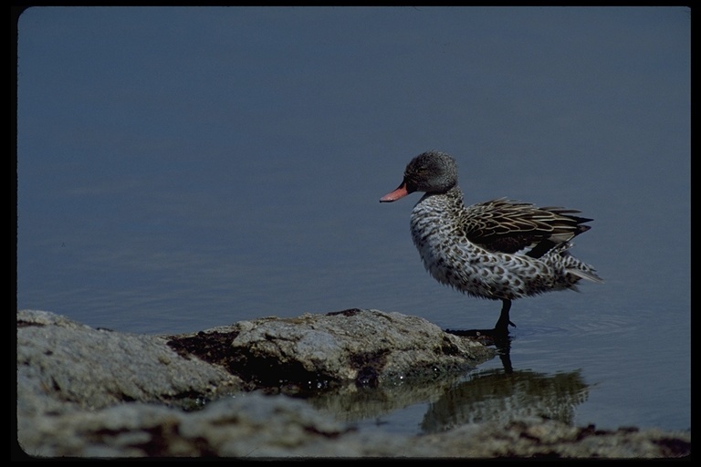 Image of Cape Teal