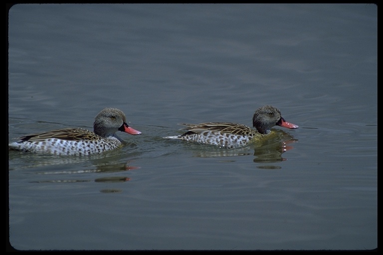 Image of Cape Teal