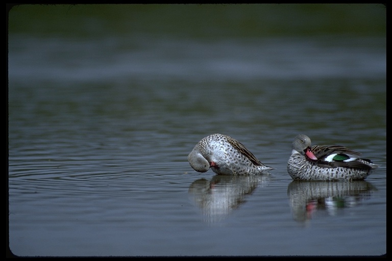 Image of Cape Teal