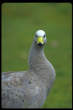 Image of Cape Barren Goose