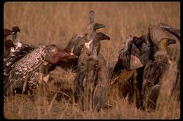 Image of White-backed Vulture