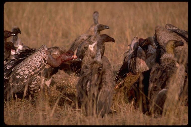 Image of White-backed Vulture