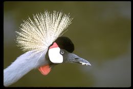 Image of Grey Crowned Crane