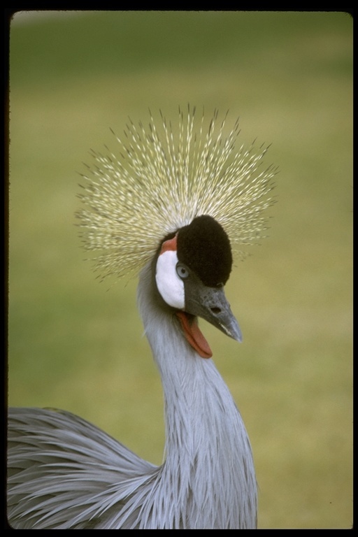 Image of Grey Crowned Crane