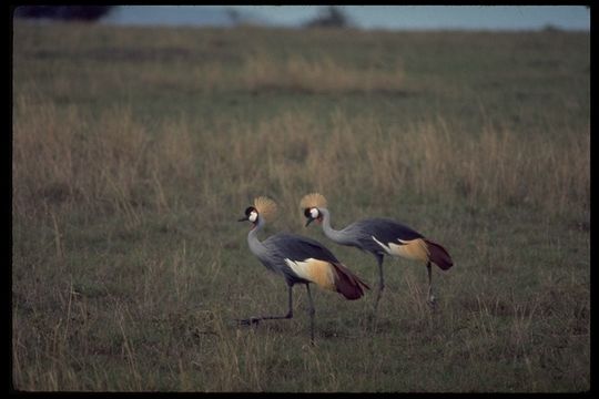 Image of Grey Crowned Crane