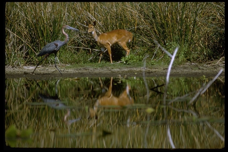 Image of Goliath Heron