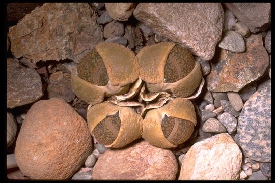 Image of Lithops aucampiae L. Bol.