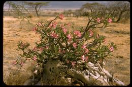 Image de Adenium obesum (Forsk.) Roem. & Schult.