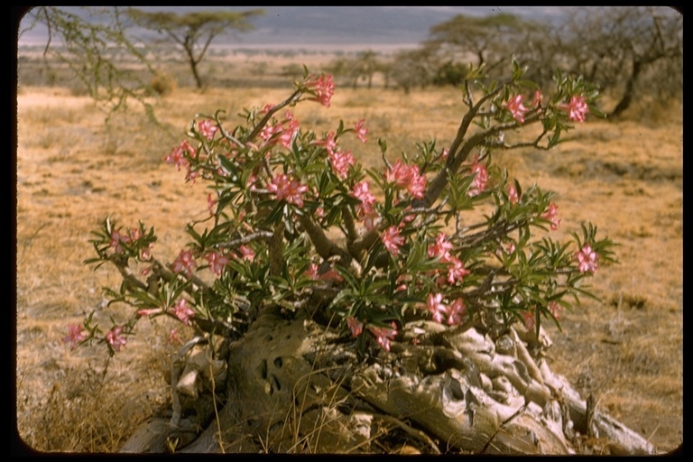 Image de Adenium obesum (Forsk.) Roem. & Schult.