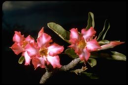 Image de Adenium obesum (Forsk.) Roem. & Schult.